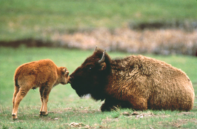 Bison and calf courtesy of Wyoming Travel & Tourism